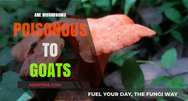 Are Mushrooms Safe for Goats? Poison Risks and Prevention Tips