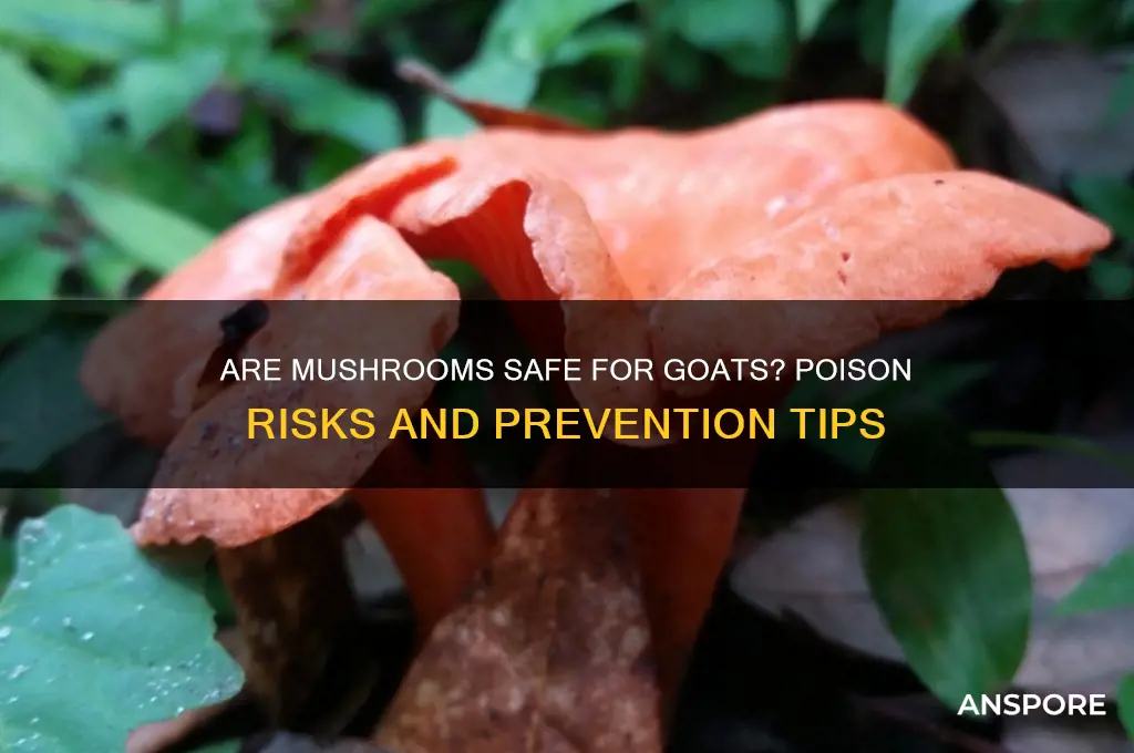 are mushrooms poisonous to goats