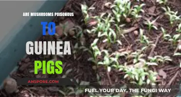 Are Mushrooms Safe for Guinea Pigs? A Poison Risk Explained