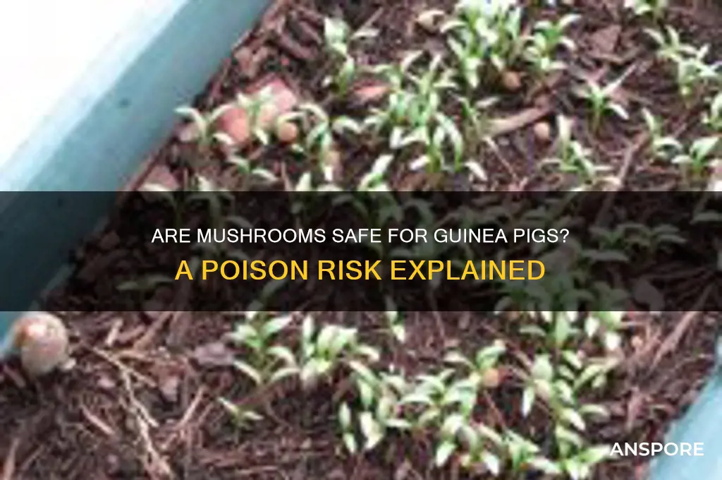 are mushrooms poisonous to guinea pigs