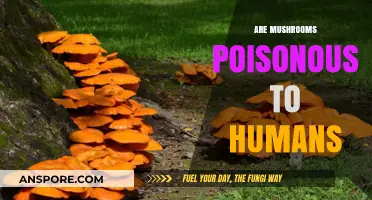 Are Mushrooms Poisonous? Identifying Safe and Toxic Varieties for Humans
