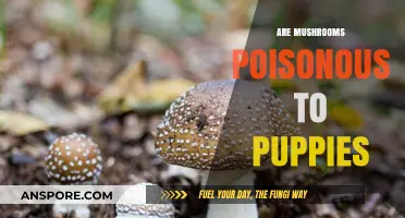 Are Mushrooms Safe for Puppies? Poison Risks and Prevention Tips