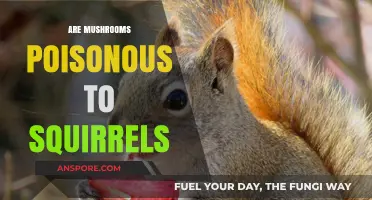 Are Mushrooms Safe for Squirrels? Uncovering the Toxic Truth