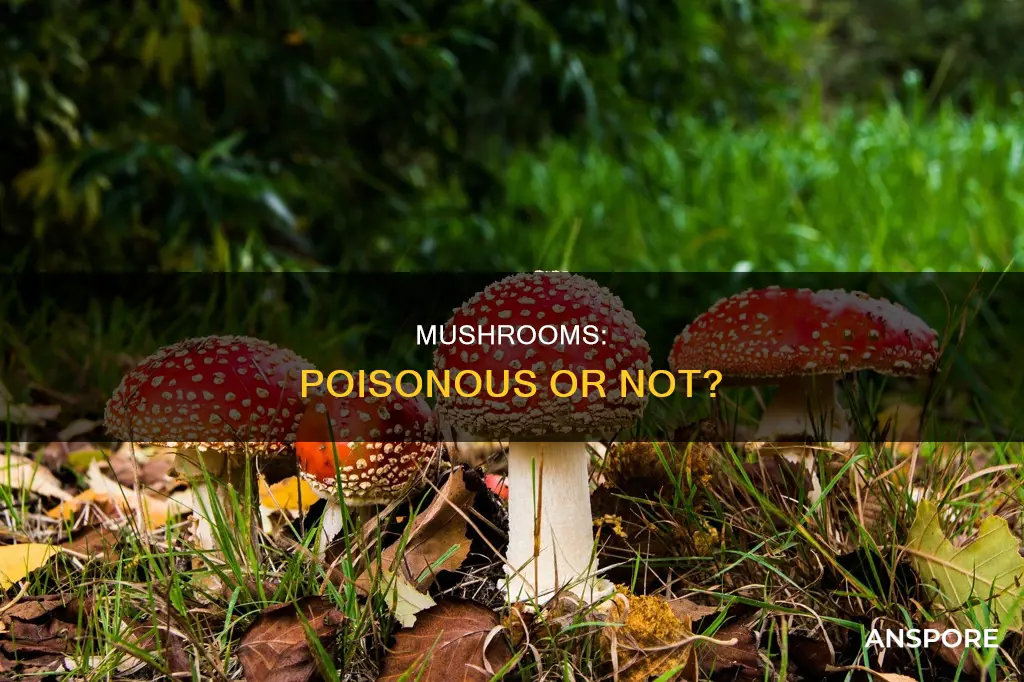 are mushrooms poisonuos