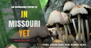 Missouri Mushroom Hunting: When to Forage?