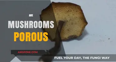 Mushroom Magic: Porous Powerhouses Explored