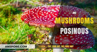 Mushroom Mystery: Poisonous or Not?