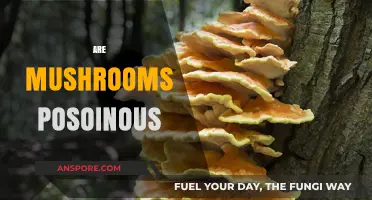 Mushrooms: Poisonous or Not?