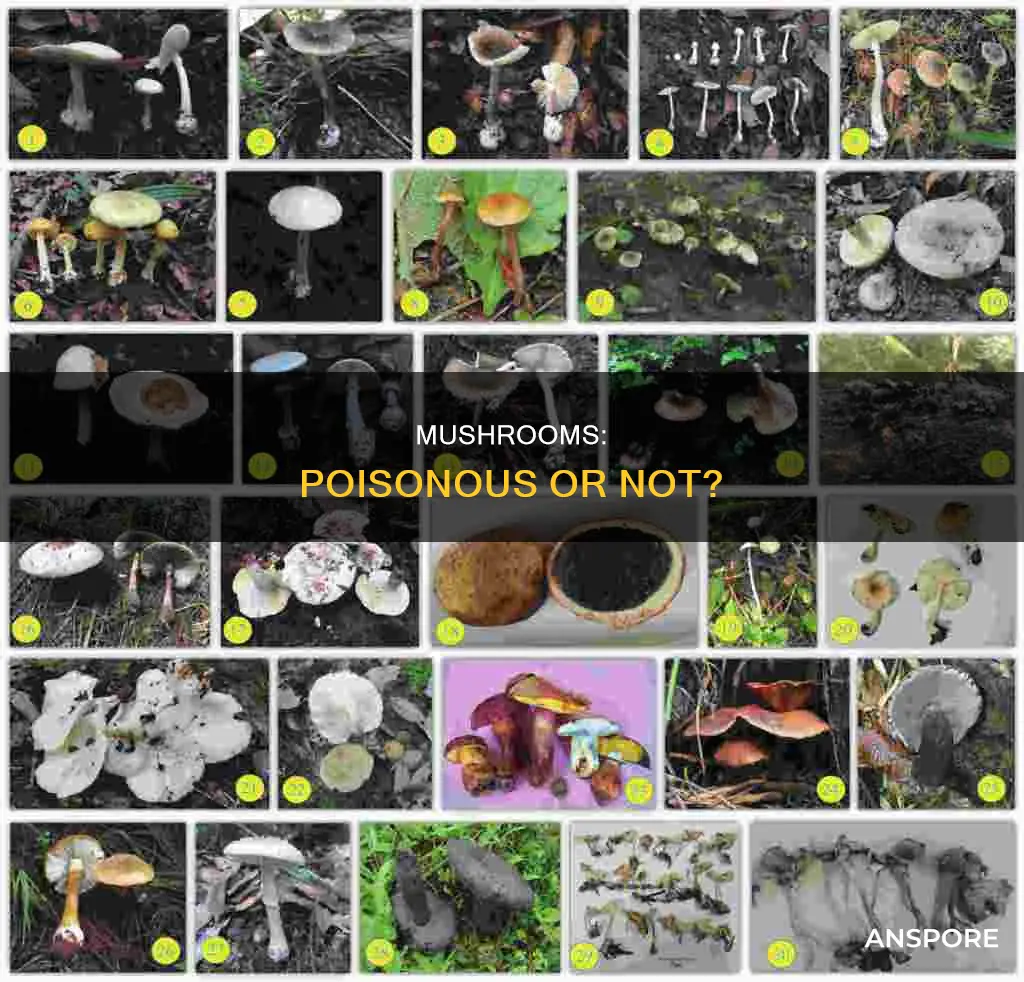 are mushrooms posoinous