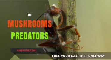 Mushrooms: Nature's Predators or Prey?