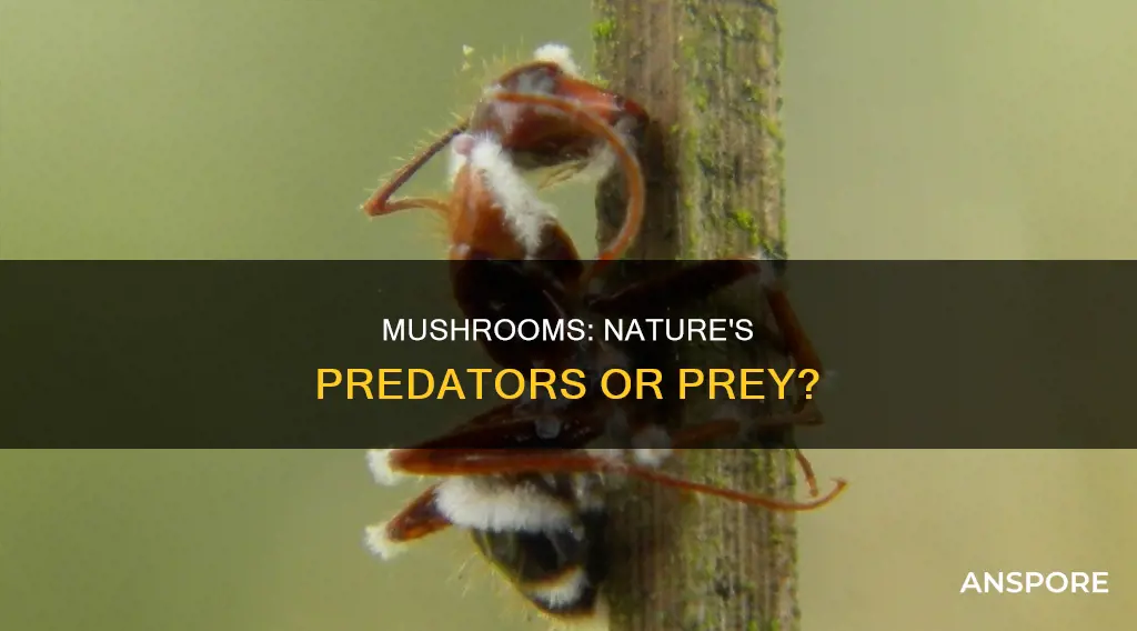 are mushrooms predators