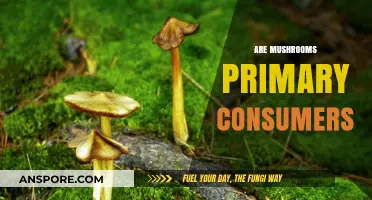 Mushrooms: Primary Consumers or Not?