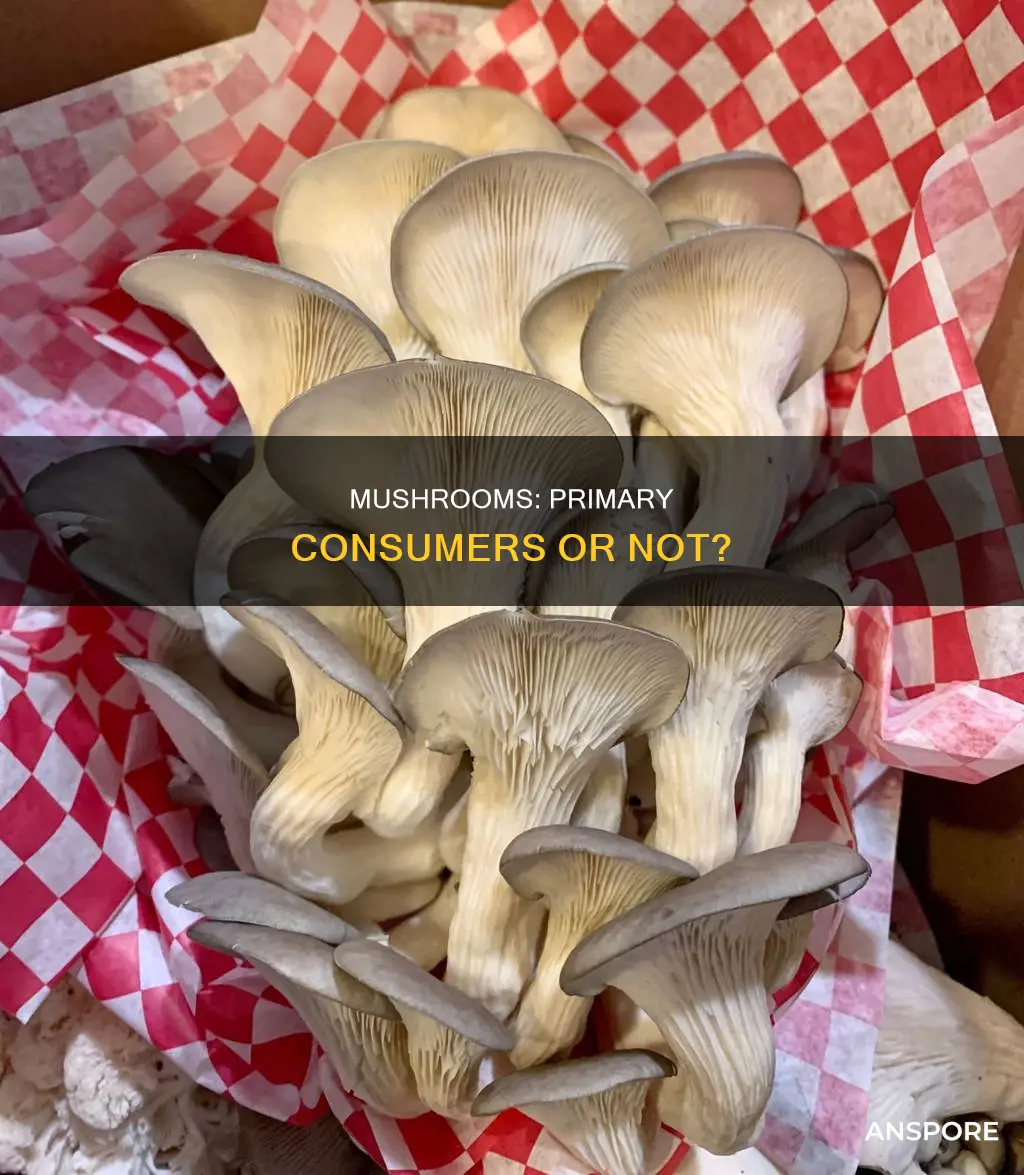 are mushrooms primary consumers