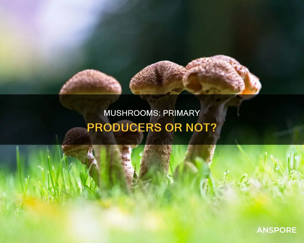 are mushrooms primary producers