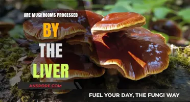 Mushrooms and Liver Function: What's the Connection?