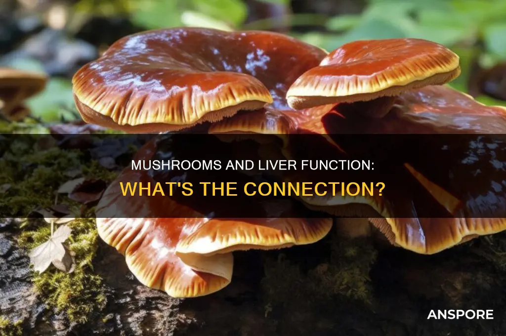 are mushrooms processed by the liver