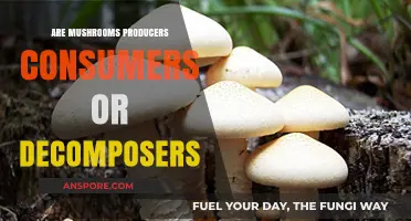 Mushrooms: Nature's Decomposing Superheroes