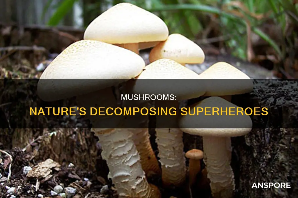 are mushrooms producers consumers or decomposers