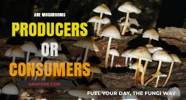 Mushrooms: Producers, Consumers, or Both?