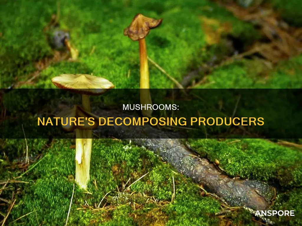 are mushrooms producers or decomposers