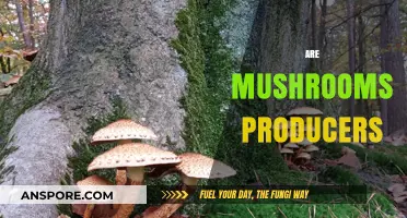 Mushrooms: Nature's Producers of Nutrients and More