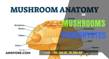 Mushrooms: Prokaryotes or Eukaryotes?