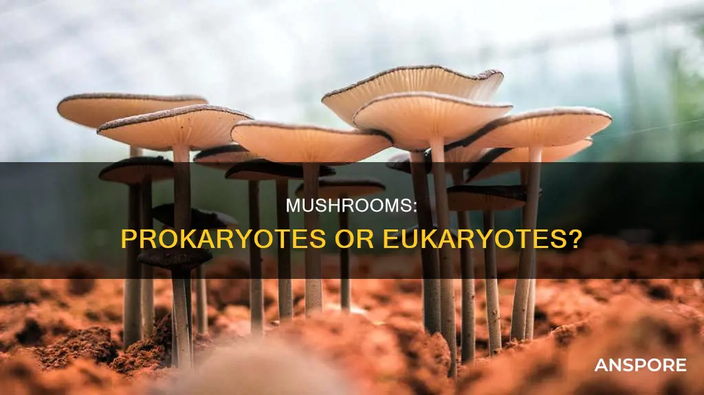 are mushrooms prokaryotes