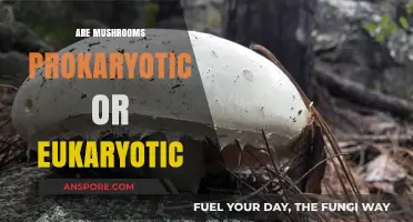 Mushrooms: Eukaryotic or Prokaryotic?