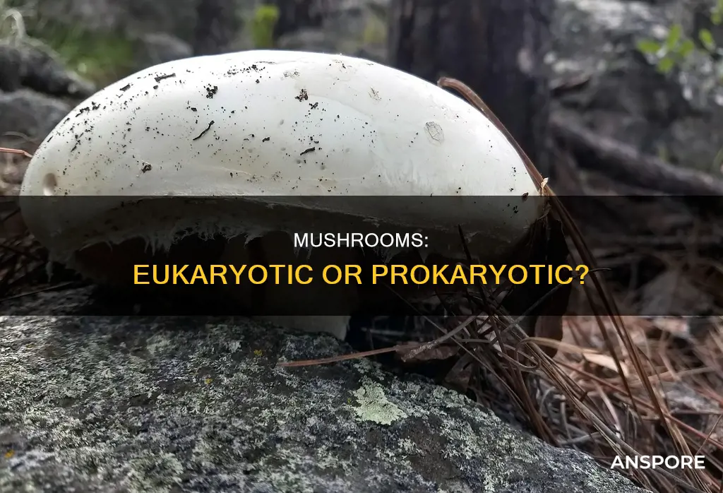 are mushrooms prokaryotic or eukaryotic