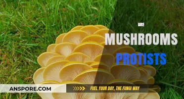Mushrooms: Protists or Not?