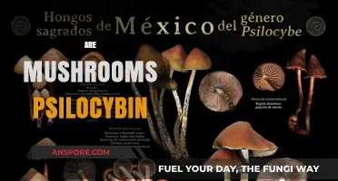 Psilocybin Mushrooms: What's the Deal?