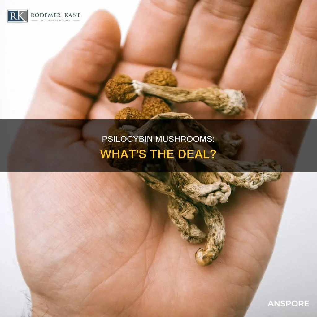 are mushrooms psilocybin