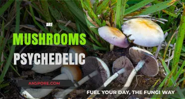 Psychedelic Mushrooms: A Trippy Adventure