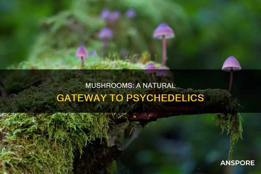are mushrooms psychotropics