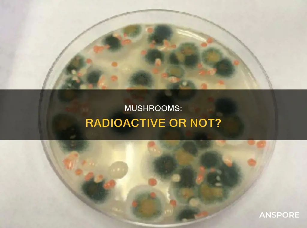 are mushrooms radioactive
