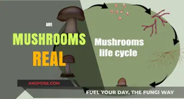 Mushrooms: Nature's Illusion or Reality?