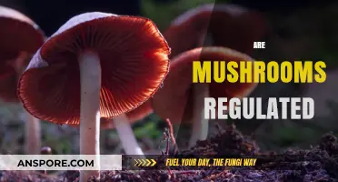 Mushroom Regulation: What's the Deal?