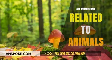 Mushrooms: Animal, Vegetable, or Mineral?