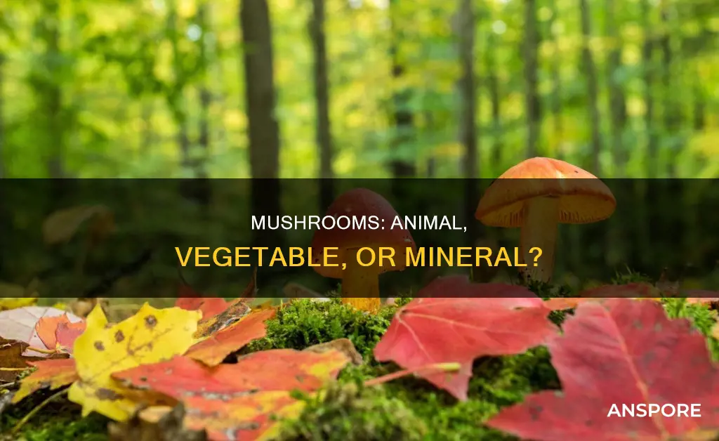 are mushrooms related to animals