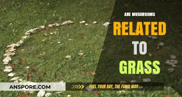 Mushrooms and Grass: What's the Connection?