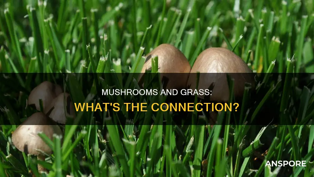 are mushrooms related to grass