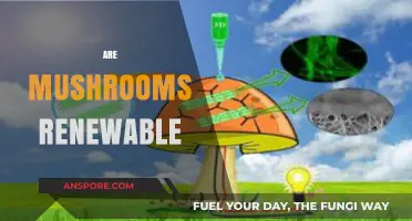 Mushrooms: Sustainable Superfood or Finite Fungus?