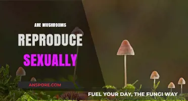 Mushrooms: Sexual Reproduction Explained