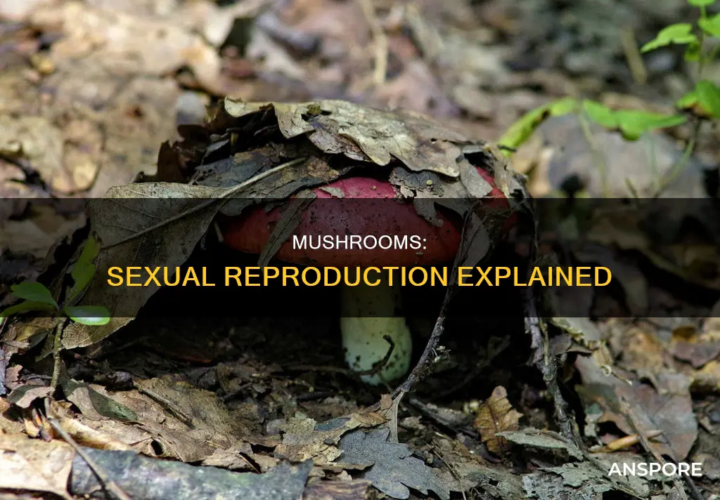 are mushrooms reproduce sexually