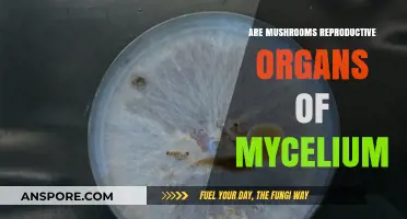 Mushroom's Role: Mycelium's Reproductive Organ
