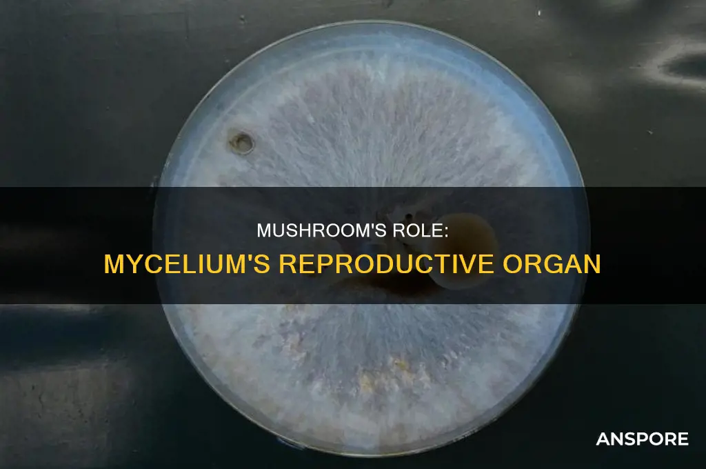 are mushrooms reproductive organs of mycelium