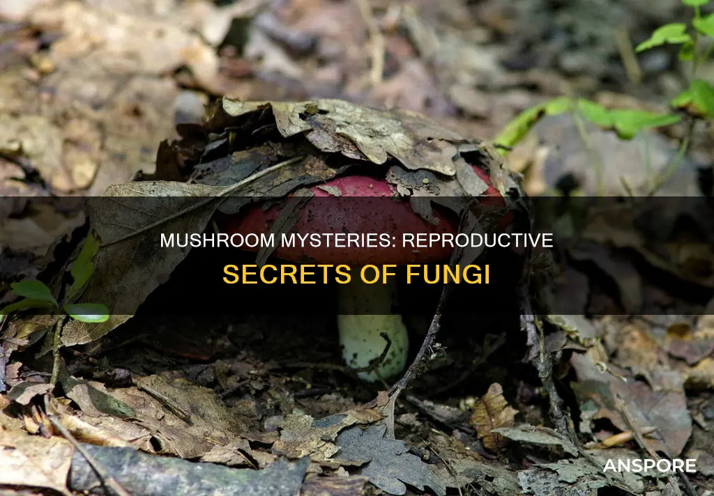are mushrooms reproductive organs