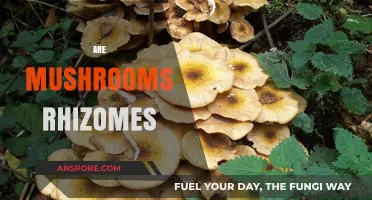 Mushroom Mystery: Rhizomes or Not?