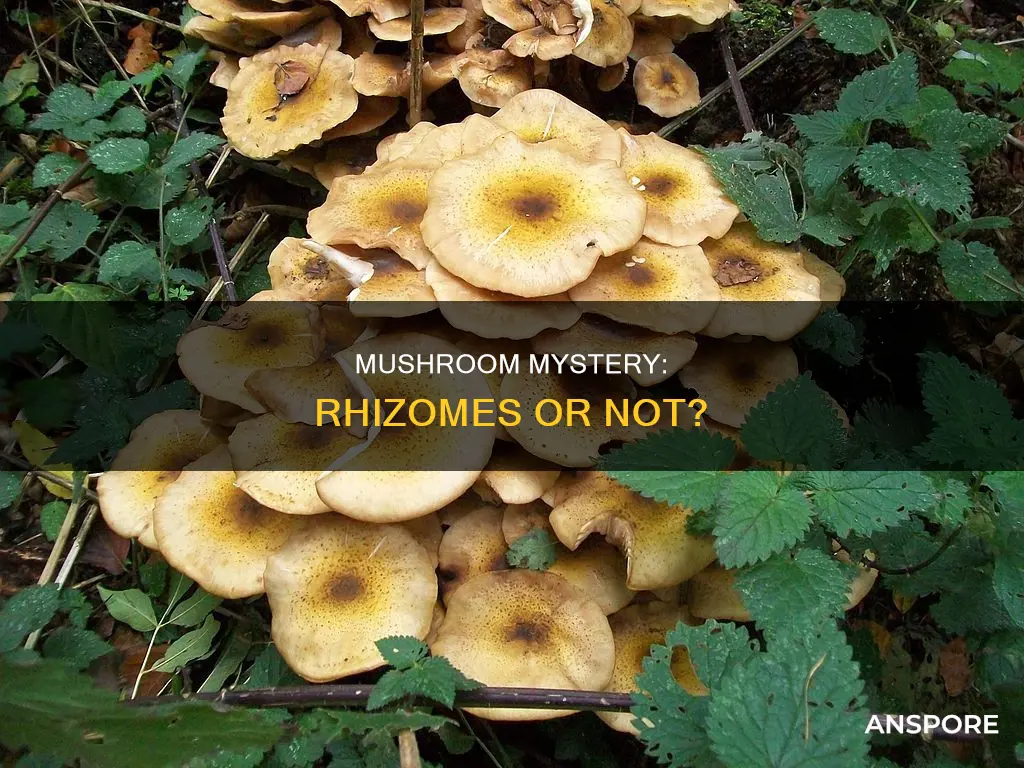 are mushrooms rhizomes
