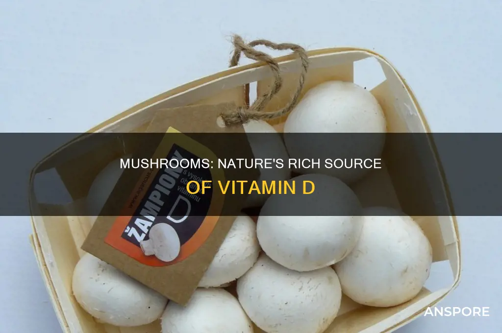 are mushrooms rich in vitamin d